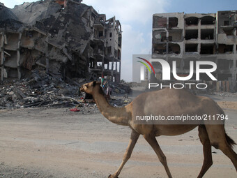 Camel walks in front of destroyed buildings in the north of Gaza City. Israel and Palestinian factions negotiating in Cairo agreed on Wednes...