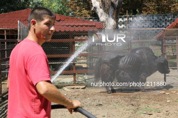 A zookeeper tries to cool a Tibetian Yak at the Black sea town of Varna Zoo, east of the Bulgarian capital Sofia, Thursday, Aug. 14, 2014. O...