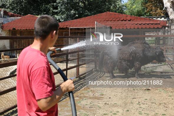 A zookeeper tries to cool a Tibetian Yak at the Black sea town of Varna Zoo, east of the Bulgarian capital Sofia, Thursday, Aug. 14, 2014. O...