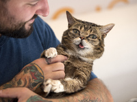 Lil Bub and Mike Bridavsky attend CatCon in Pasadena, California on August 13, 2017. The two-day event includes meet and greets with celebri...