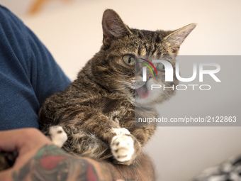 Celebrity cat, Lil Bub, at CatCon, a convention for cat lovers in Pasadena California on August 12, 2017. Lil Bub has a following of almost...