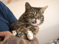 Celebrity cat, Lil Bub, at CatCon, a convention for cat lovers in Pasadena California on August 12, 2017. Lil Bub has a following of almost...