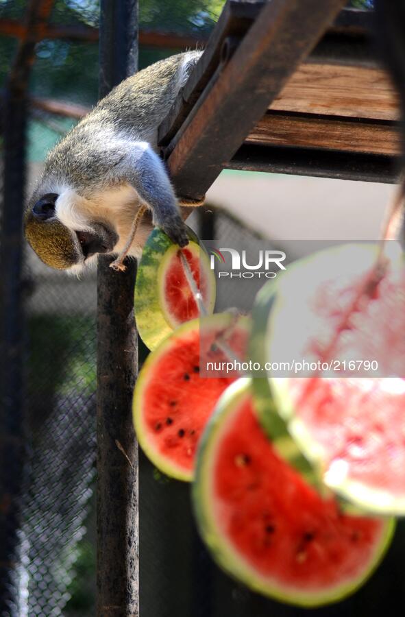 Monkeys at the zoo of the Black Sea town of Varna (some 430 km to the East of the Bulgarian capital Sofia) eat a special set of meals includ...