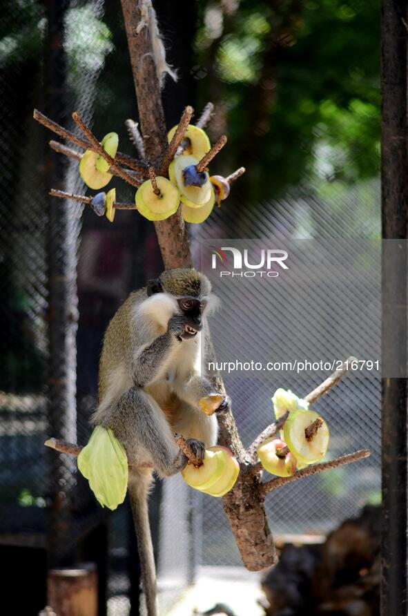Monkeys at the zoo of the Black Sea town of Varna (some 430 km to the East of the Bulgarian capital Sofia) eat a special set of meals includ...