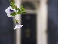 Flowers are pictured at Downing Street, London on September 7, 2017. (