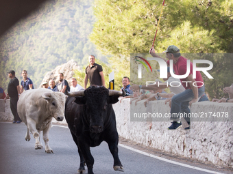 Fighting bulls during the second bull run of the popular festival on Aýna (Albacete), southeast Spain on September 6, 2017 (