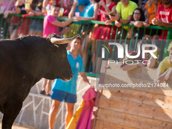 Fighting bull on the village square during the second bull run of the popular festival on Aýna (Albacete), southeast Spain on September 6 (