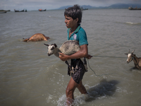 A Bangladeshi kid carries goats that crossed the Naf river. Shahpirer Dip, Teknaf, Bangladesh; September 14, 2017. Bangladesh will use troop...