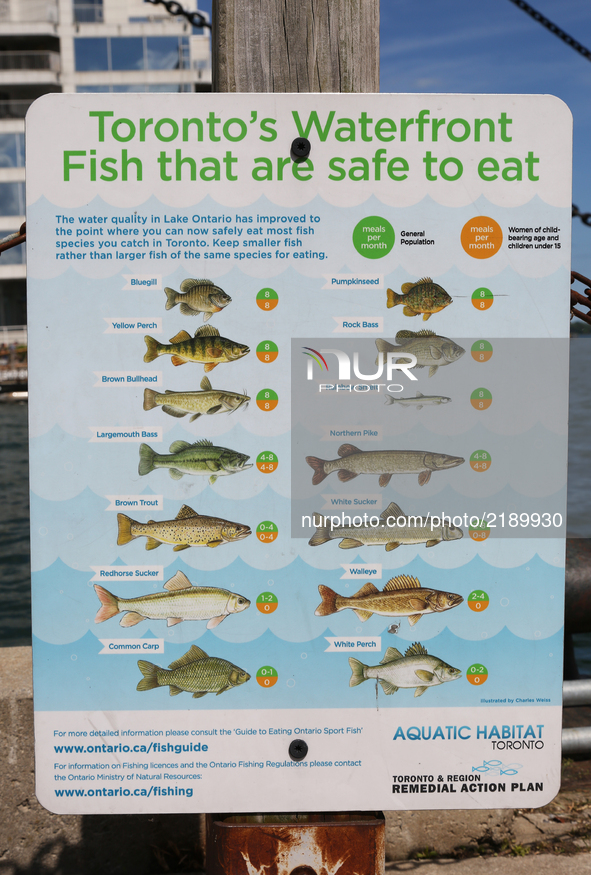 Sign showing which fish are safe to eat from Lake Ontario in Toronto, Ontario, Canada.  