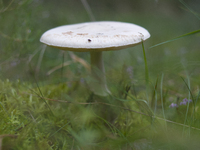 A mushroom is seen in the woods of Gmina Biale Blot in Bydgoszcz, Poland on 17 September, 2017. In September many Poles traditionally go mus...