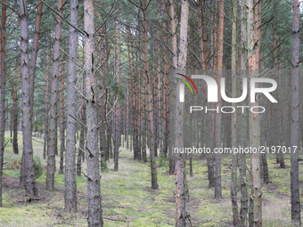 Coniferous trees are seen in the woods of Biale Blota in Bydgoszcz, Poland on 17 September, 2017. (