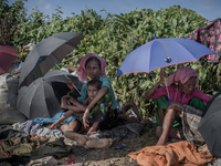 Rohingya refugees sit beside the road under umbrellas as the sun is very harsh. Balukhali, Cox’s Bazar. September 16, 2017. (