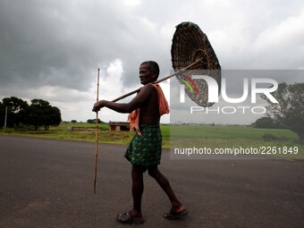 A villager holds his hand made traditional umbrella and walks on the village road as he keep watches towards cattle, grazzing in the green f...