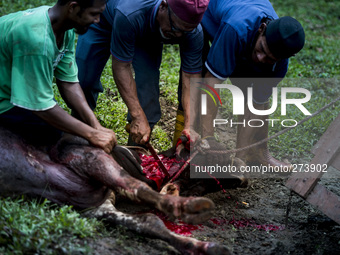 Malaysian Muslim men slaughters a cattle  during the Islamic holiday of Eid al-Adha, or feast of sacrifice, when Muslims around the world sl...