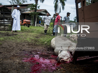 Unidentified men watches a cattle after slaughter during the Islamic holiday of Eid al-Adha, or feast of sacrifice, when Muslims around the...