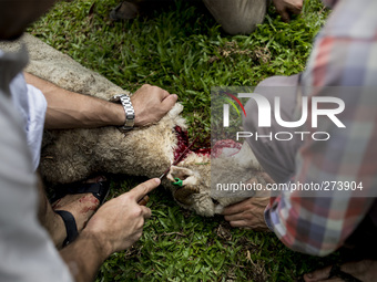 Malaysian Muslim men slaughters a sheep during the Islamic holiday of Eid al-Adha, or feast of sacrifice, when Muslims around the world slau...