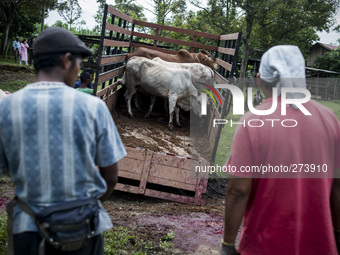 Malaysian Muslim men prepare cattle for slaughter during the Islamic holiday of Eid al-Adha, or feast of sacrifice, when Muslims around the...
