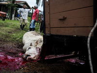 A cattle is left to bleed after slaughter before being skinned during the Islamic holiday of Eid al-Adha, or feast of sacrifice, when Muslim...