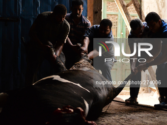 Butchers and sacrifice owner pulling it out of the garage to lift it up, in Mansoura, Egypt, on October 5, 2014. (
