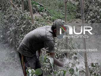 Refugees clean up their crop of thick volcanic ash after the eruption of Mount Sinabung in Karo latest, Sumatra Island, Indonesia October 14...
