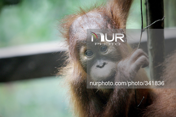 A baby Sumatran Orangutan (Pongo abelii) located in forest areas Gunung Leuser National Park, Langkat, Sumatra, Indonesia, on Tuesday, Novem...