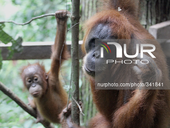 A Sumatran Orangutan (Pongo abelii) with his son is in the forest area of Gunung Leuser National Park, Langkat, Sumatra, Indonesia, on Tuesd...