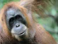 A Sumatran Orangutan (Pongo abelii) located in forest areas Gunung Leuser National Park, Langkat, Sumatra, Indonesia, on Tuesday, November 1...