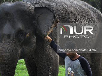 Guard Wildlife Areas brought Neneng, Sumatran elephants aged 33 years preparing to be cleaned in the area of Zoo Medan, North Sumatra, Indon...