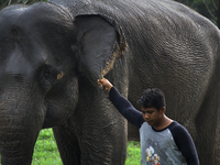 Guard Wildlife Areas brought Neneng, Sumatran elephants aged 33 years preparing to be cleaned in the area of Zoo Medan, North Sumatra, Indon...