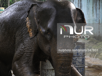 Neneng, Sumatran elephants aged 33 years preparing to be cleaned in the area of Zoo Medan, North Sumatra, Indonesia, on Monday, November 24,...