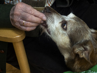 An old man gives Miko a treat at the San Cipriano Residence in Soto de la Marina, Cantabria, Spain, on 16 January  during one of the therape...