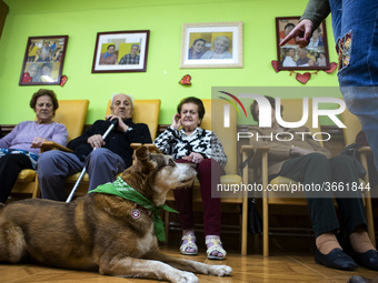 Miko attentive to the orders of its owner Isabel in the San Cipriano Residence in Soto de la Marina, Cantabria, Spain, on 16 January  in one...
