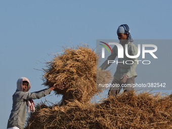 An Indian farmer brings cut paddy rice to separate seed from husk at Singrijan, outskirt of Dimapur, India north eastern state of Nagaland o...