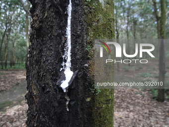 In this photo taken on January 10, 2015, an image showing the rubber tree sap dripping on the estate, Simelungun district, North Sumatra, In...