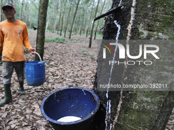 In this photo taken on January 10, 2015, Darma age of 36 years as a worker because he is collecting the sap of rubber trees in plantations i...