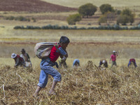 Farmers harvest potatoes in the Andes Mountains near Cusco Peru on July 7, 2014. The potato is Perus most important food crop and has been h...