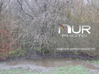 Typical weather of Wintertime in the United Kingdom. Freezing temperatures in the the Davyhulme Millennium Nature Reserve in Urmston, Manche...