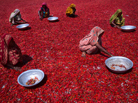 Women process and dry red chili pepper under sun near Jamuna river in Bogra, Bangladesh on March 18, 2019. Everyday they earn less than USD...