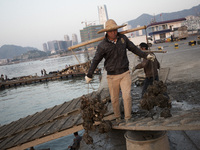 Fisherman carries mussel in the Fisherman's Wharf in Shekou, Shenzhen on January 30, 2015.
Shenzhen is located in the Guangdong province ju...
