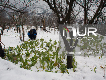 SRINAGAR, INDIAN ADMINISTERED KASHMIR, INDIA - FEBRUARY 03: A news photographer takes pictures of snow covered vegetables after fresh snowfa...