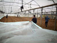 Palestinian farmers working inside a greenhouse in Beit Lahia, in the northern Gaza Strip during International Labor Day,May 1, 2019.  (