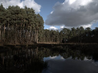 Light shining in Delamere Forest, England's largest forest, on Tuesday 3rd March 2015.
Delamere Forest, part of the wider Mersey Forest net...