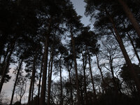 Light shining in Delamere Forest, England's largest forest, on Tuesday 3rd March 2015.
Delamere Forest, part of the wider Mersey Forest net...