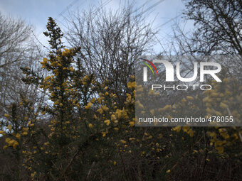 A gorse bush bathing in the early morning sunlight of Tuesday 10th March 2015 in Stockport, England, UK. (