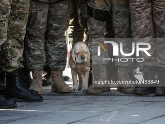 National Guard Service dog is seeing in a soldiers line during the meeting. Ukraine marks the first anniversary of the first volunteering Ge...