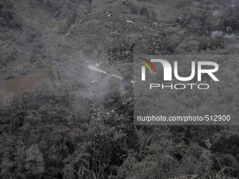 Residents across the trees that covered volcanic material Sinabung in rural villages after the latest eruption in Karo, Sumatra, Indonesia,...