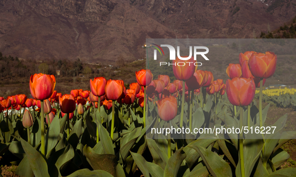 SRINAGAR, INDIAN ADMINISTERED KASHMIR, INDIA -APRIL 07: A view of Tulips in Siraj Bagh Tulip garden during spring season  on April 07, 2015...