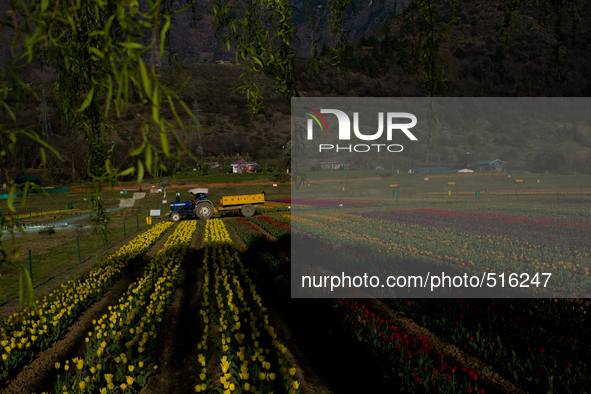 SRINAGAR, INDIAN ADMINISTERED KASHMIR, INDIA -APRIL 07: A tractor of Floriculture  department is seen in Siraj Bagh Tulip garden during spri...
