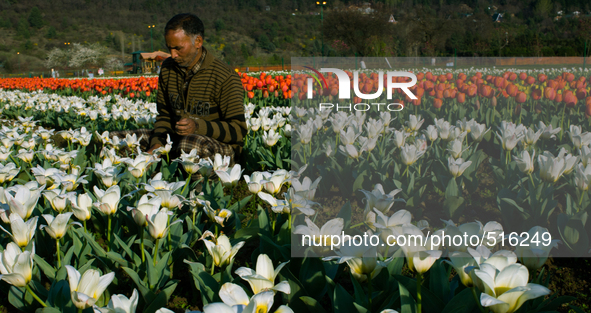 SRINAGAR, INDIAN ADMINISTERED KASHMIR, INDIA -APRIL 07: A gardener works in Siraj Bagh Tulip garden during spring season  on April 07, 2015...
