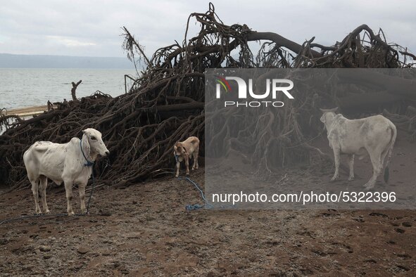 Animals left behind by residents of the Taal Volcano Island in Batangas province, south of Manila on January 14, 2020. People living by the...